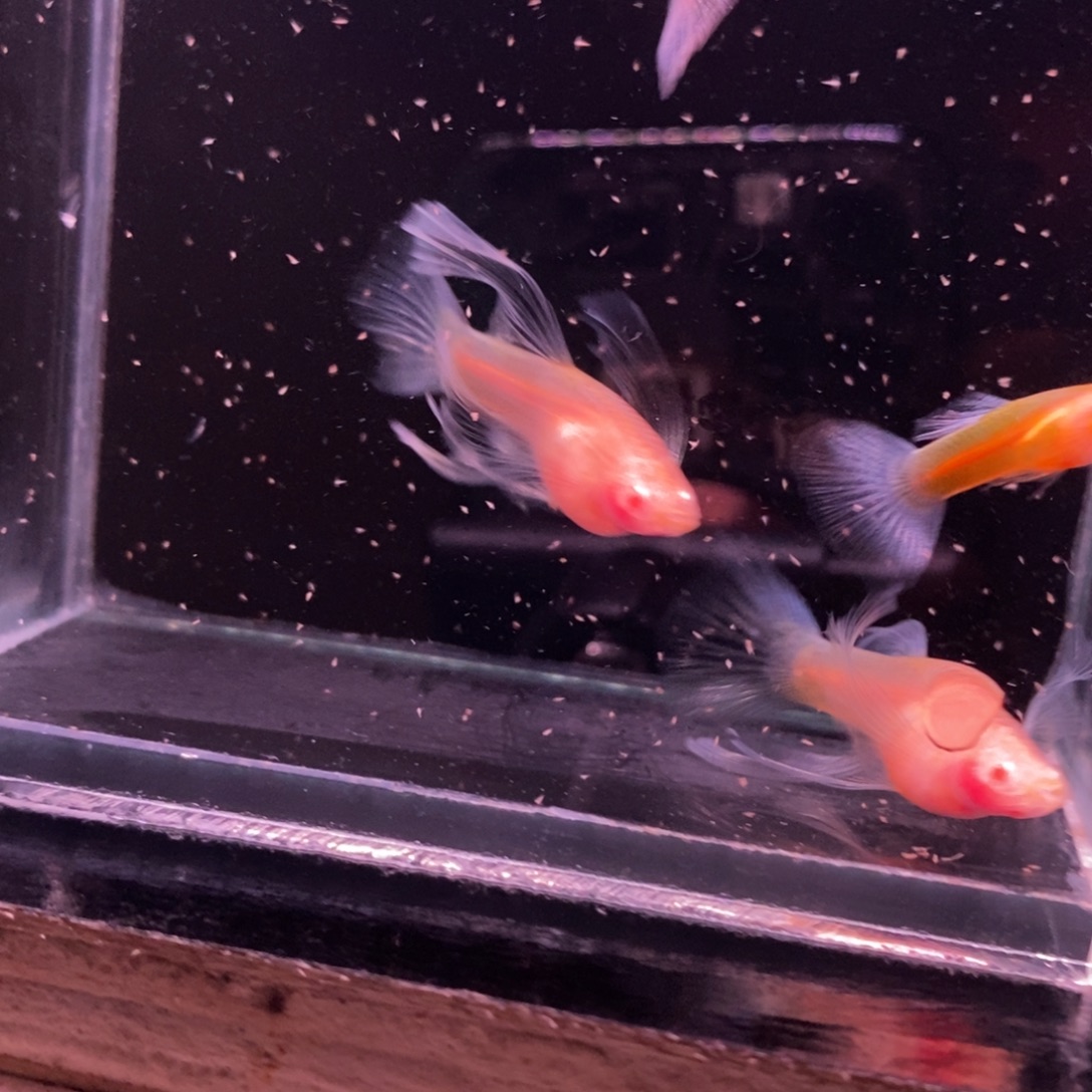 孔雀鱼蓝白玻璃两对