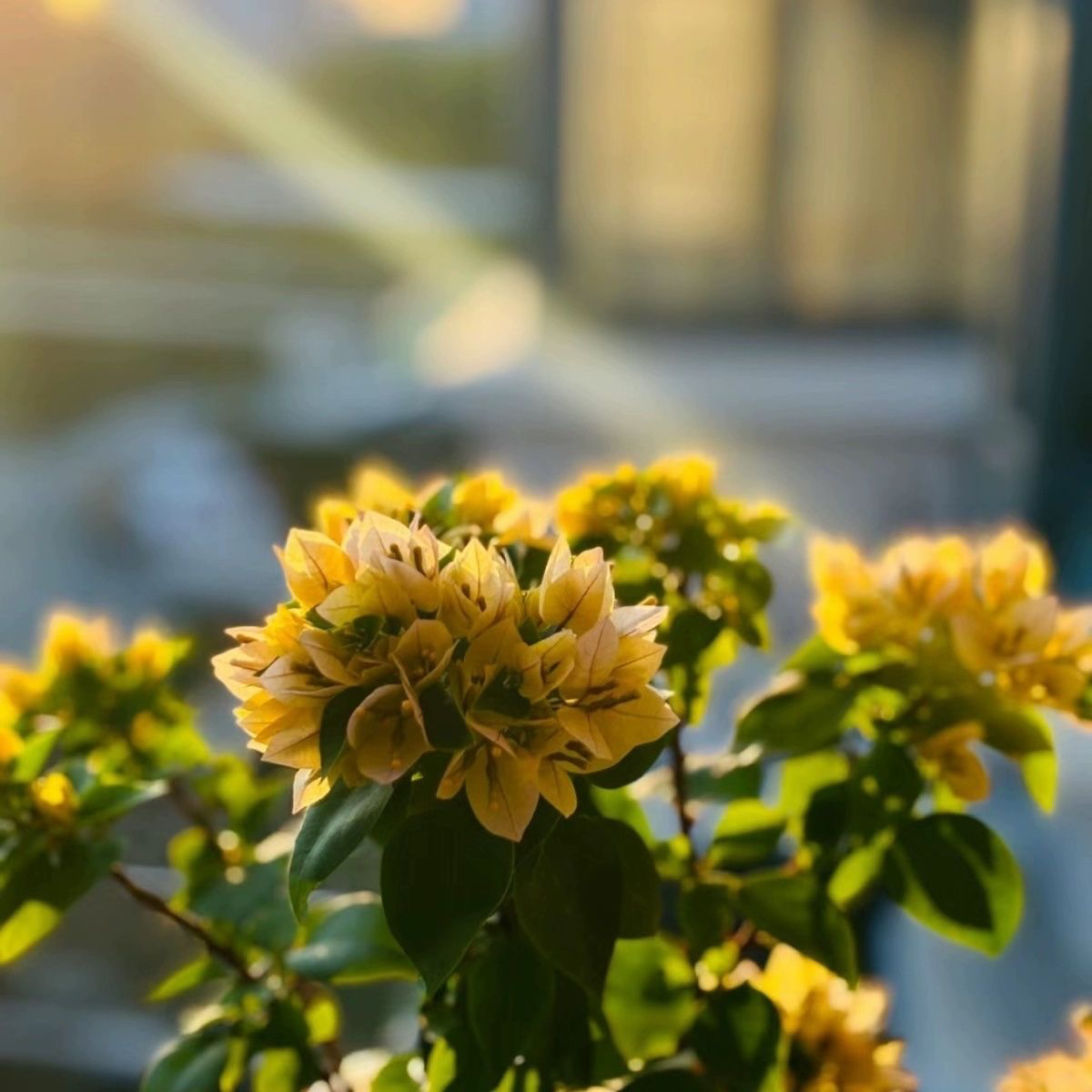 三角梅 塔黄勤花四季开花阳台庭院绿植花卉 掉花掉叶不售后