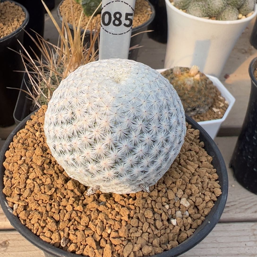 大玉白鸟多肉植物带盆土085