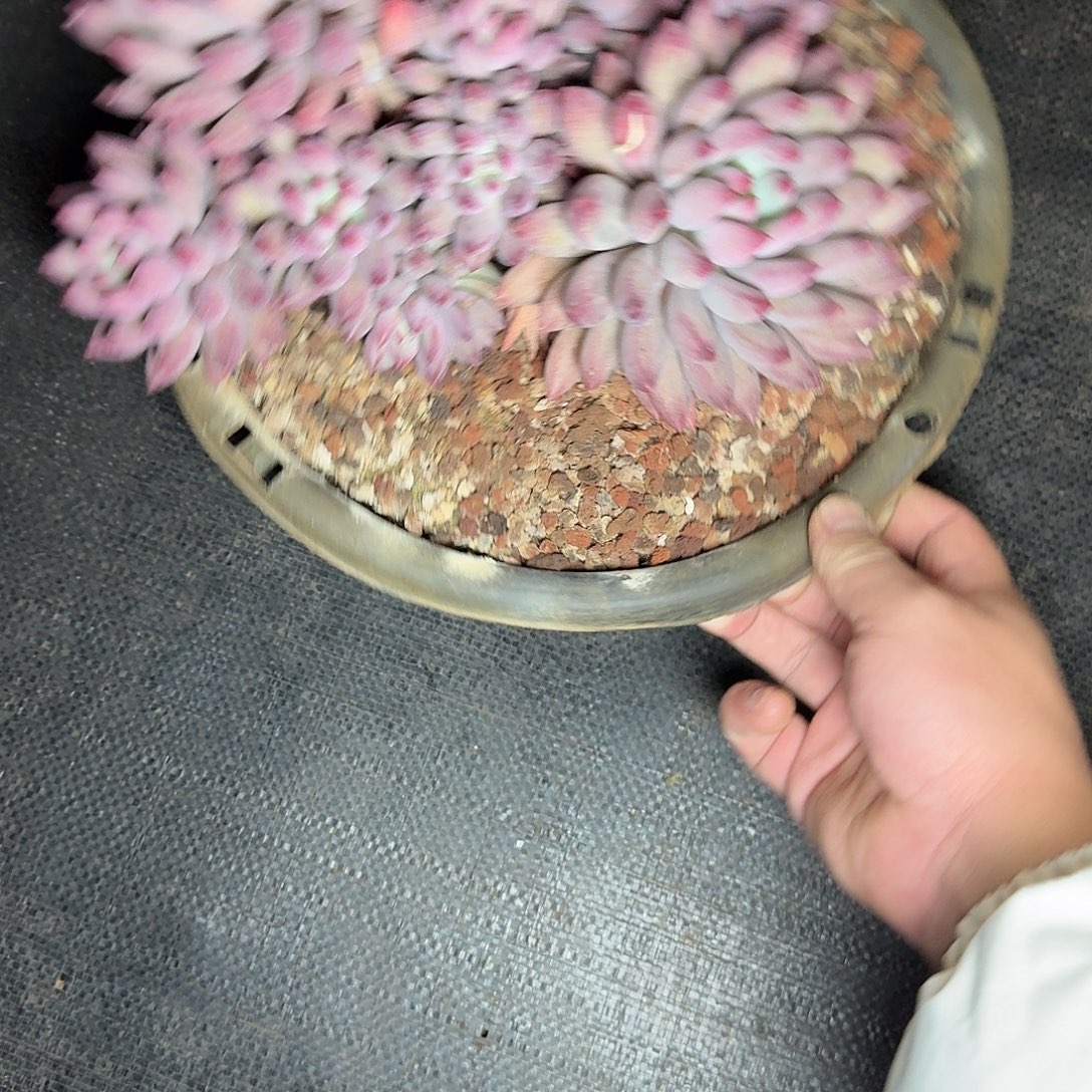 多肉植物多肉植物