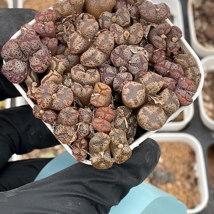 桃喜花园0131-95蝴蝶切糕