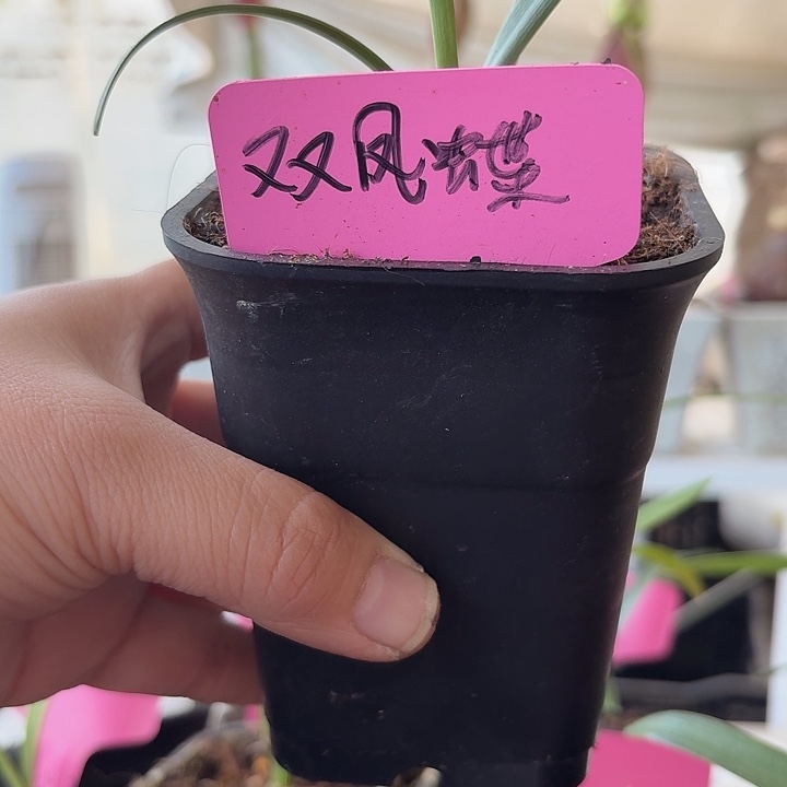 无花朵双凤蝶朱顶红直径1.3