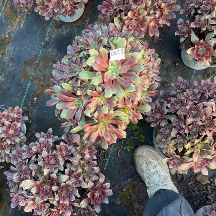 616浣纱清棚处理不包断枝