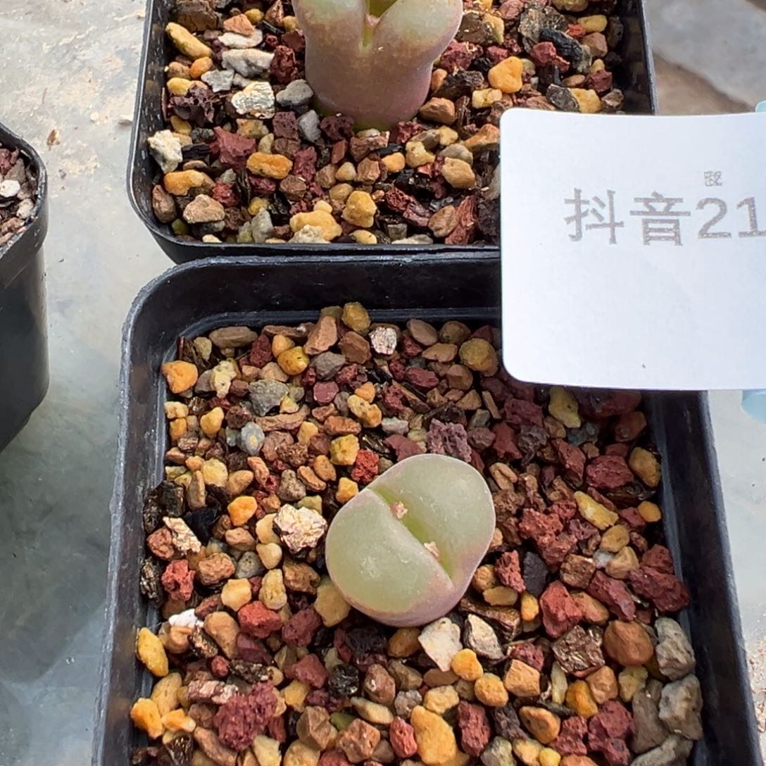 21-28量拍恩东风铃母本一颗