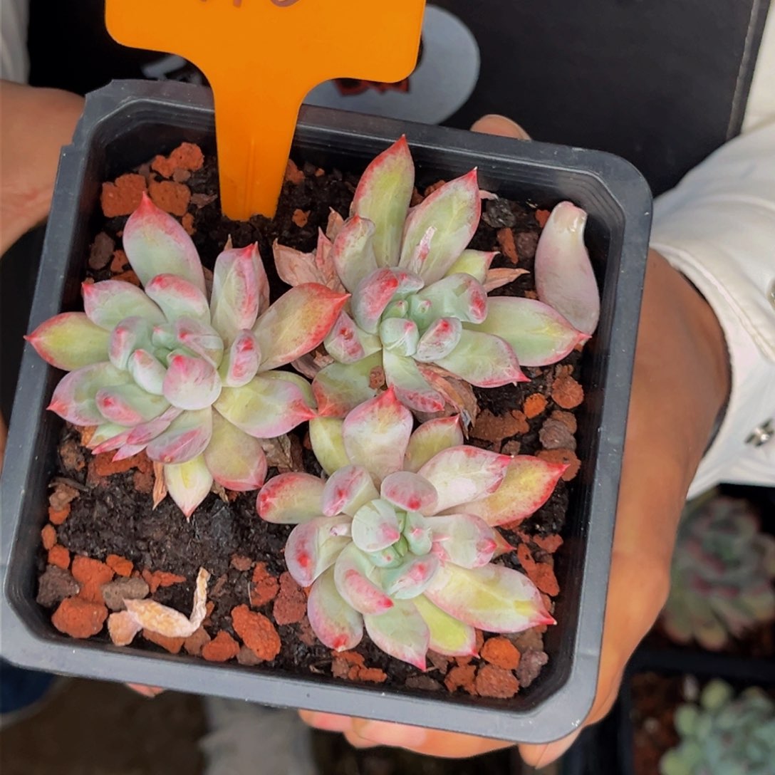 3196号晚上多肉植物群生