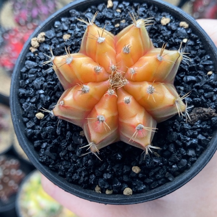 金灿灿 米哈仙人球