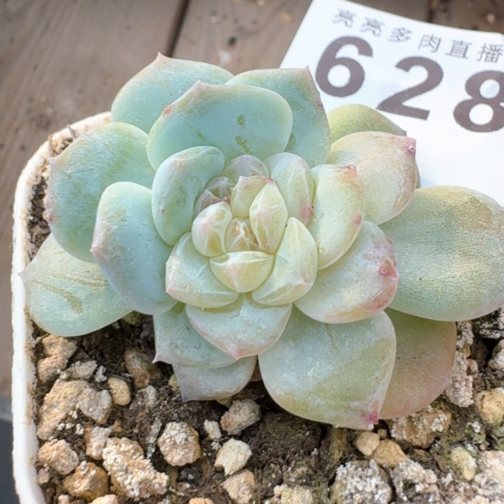 孤品石化锦         上新多肉植物