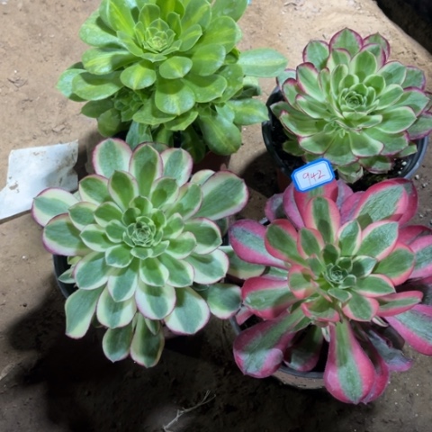 942多肉植物组合