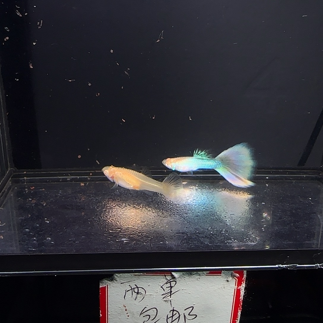 孔雀鱼极光幻彩一对