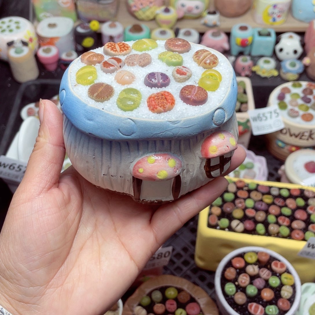 w6554 带盆土发货-零下地区拍保温箱