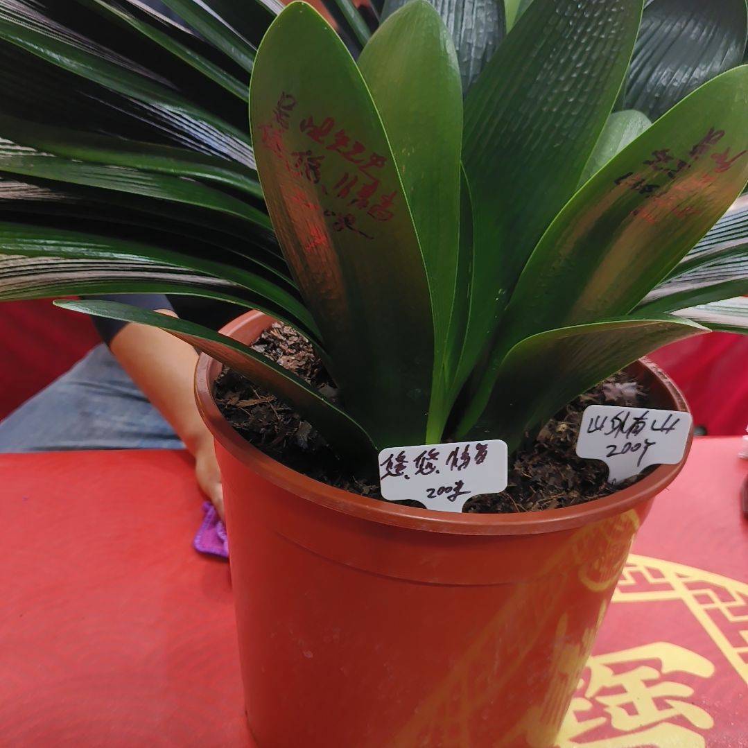 悠***音当前无花栽培后可以开花