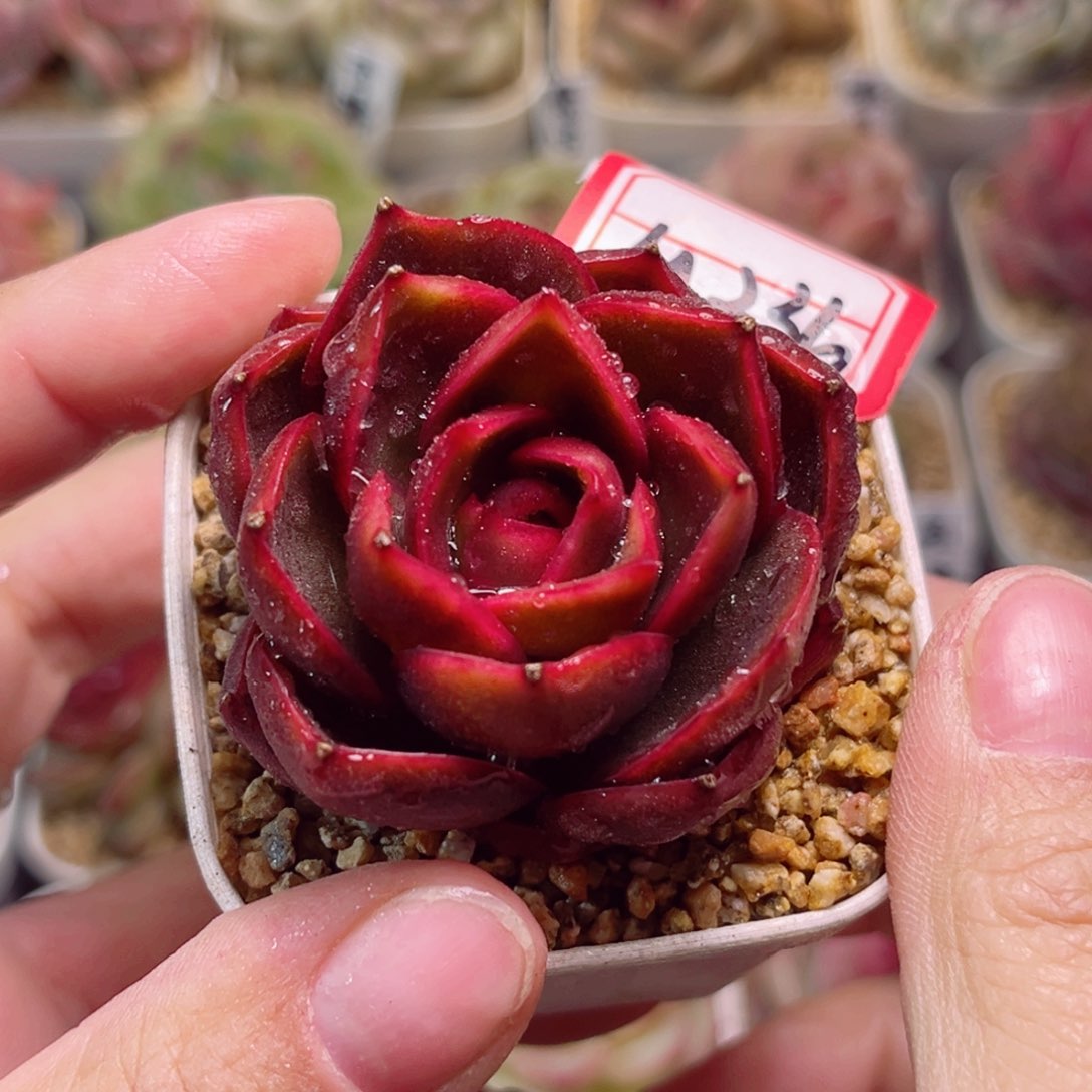 M236一物一拍 红灯