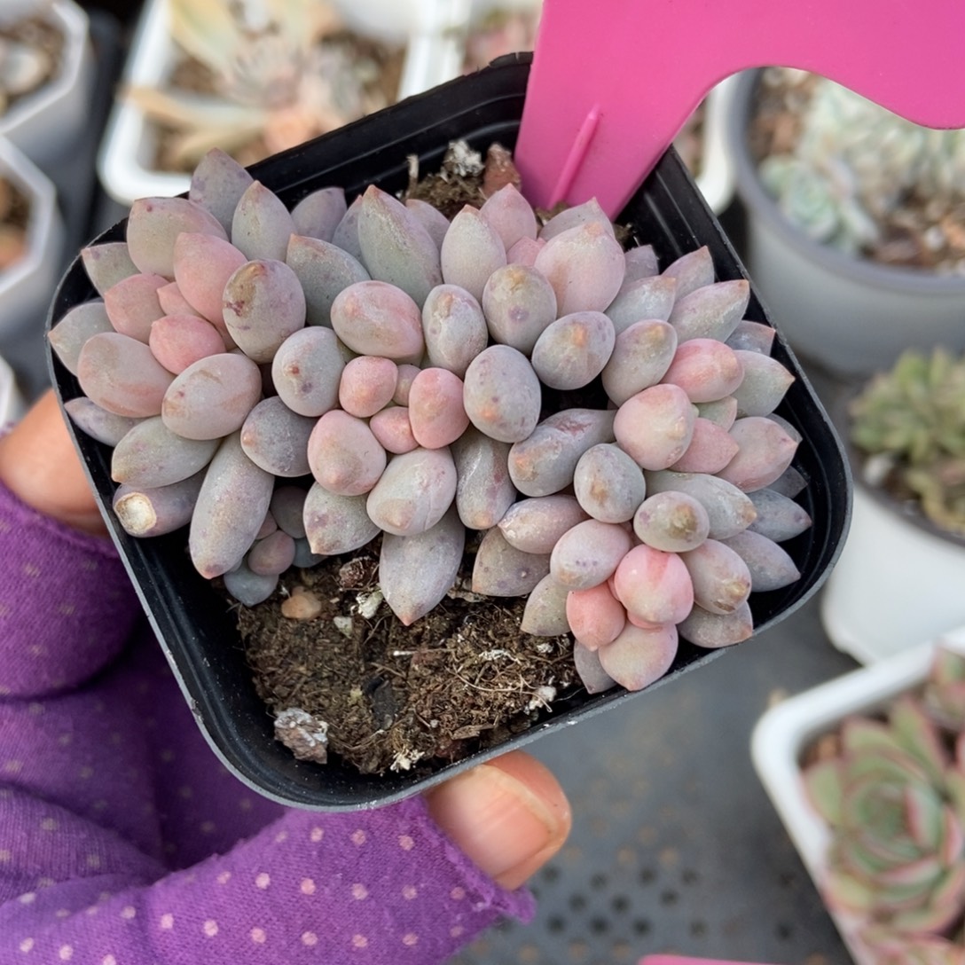 800多肉植物多肉植物