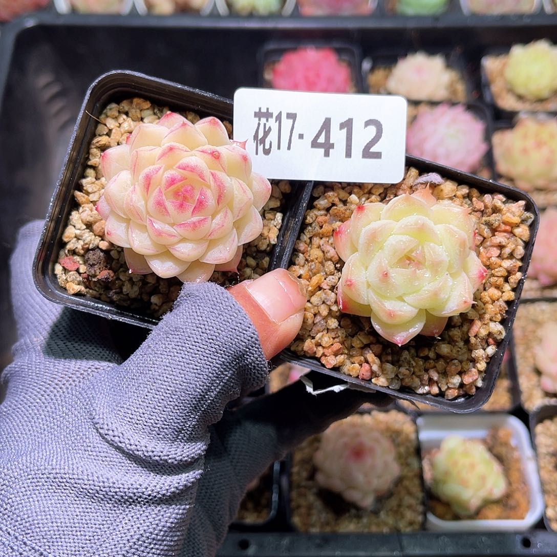 花17-412女王➕海王