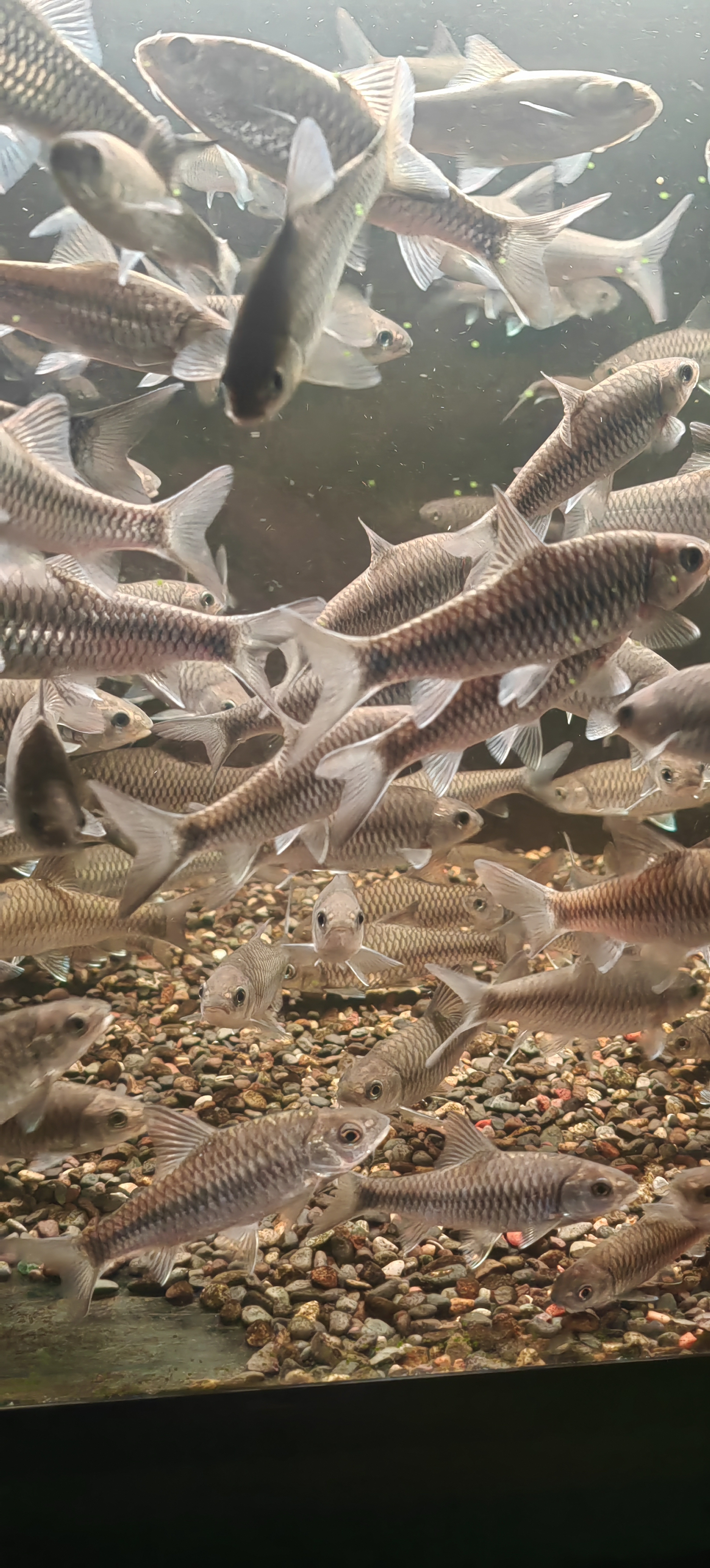 观赏鱼蓝吉罗洪崩河异口苗尺寸