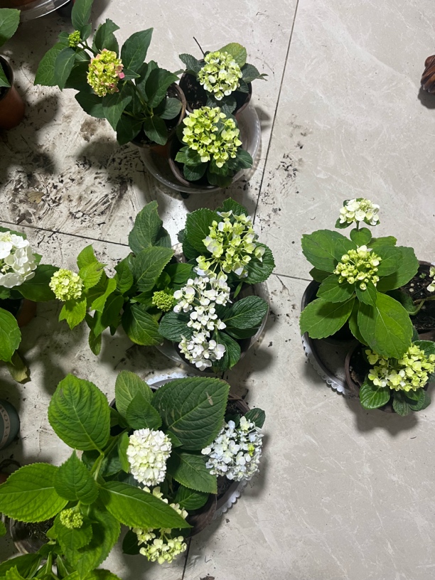 绣球＃小绣球组合＃每个组合三盆带花苞发货