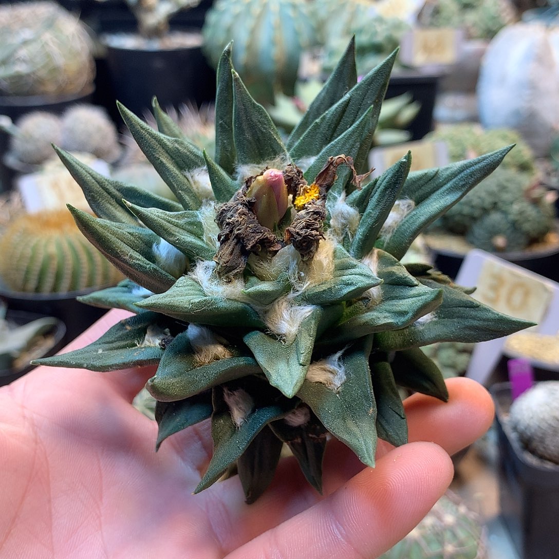 博士杂苗接没根             