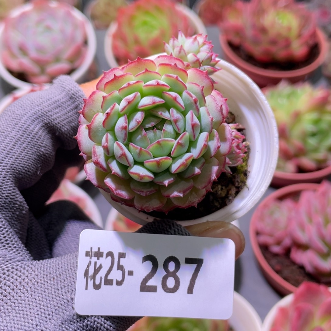 花利美25-287小红船