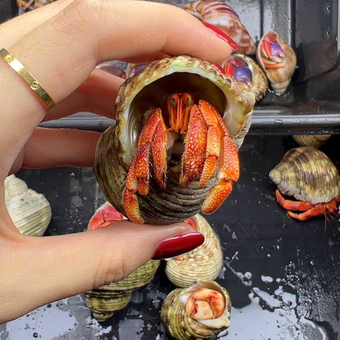 再生腿磨尖印草2.1口