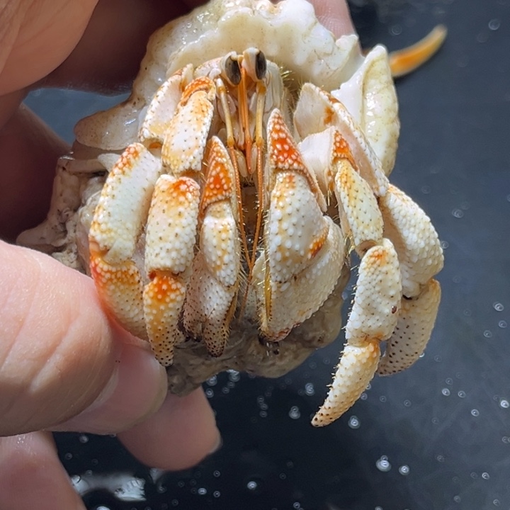 闪15号毛球2.7口径