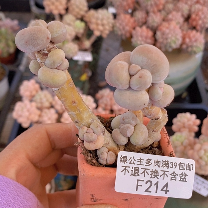 芭比奶洛老桩有砍214多肉植物