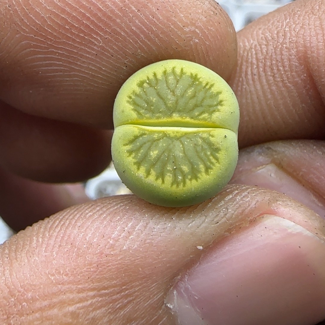 073 生石花大棚直播