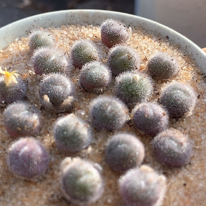 史蒂芬妮毛球一颗        