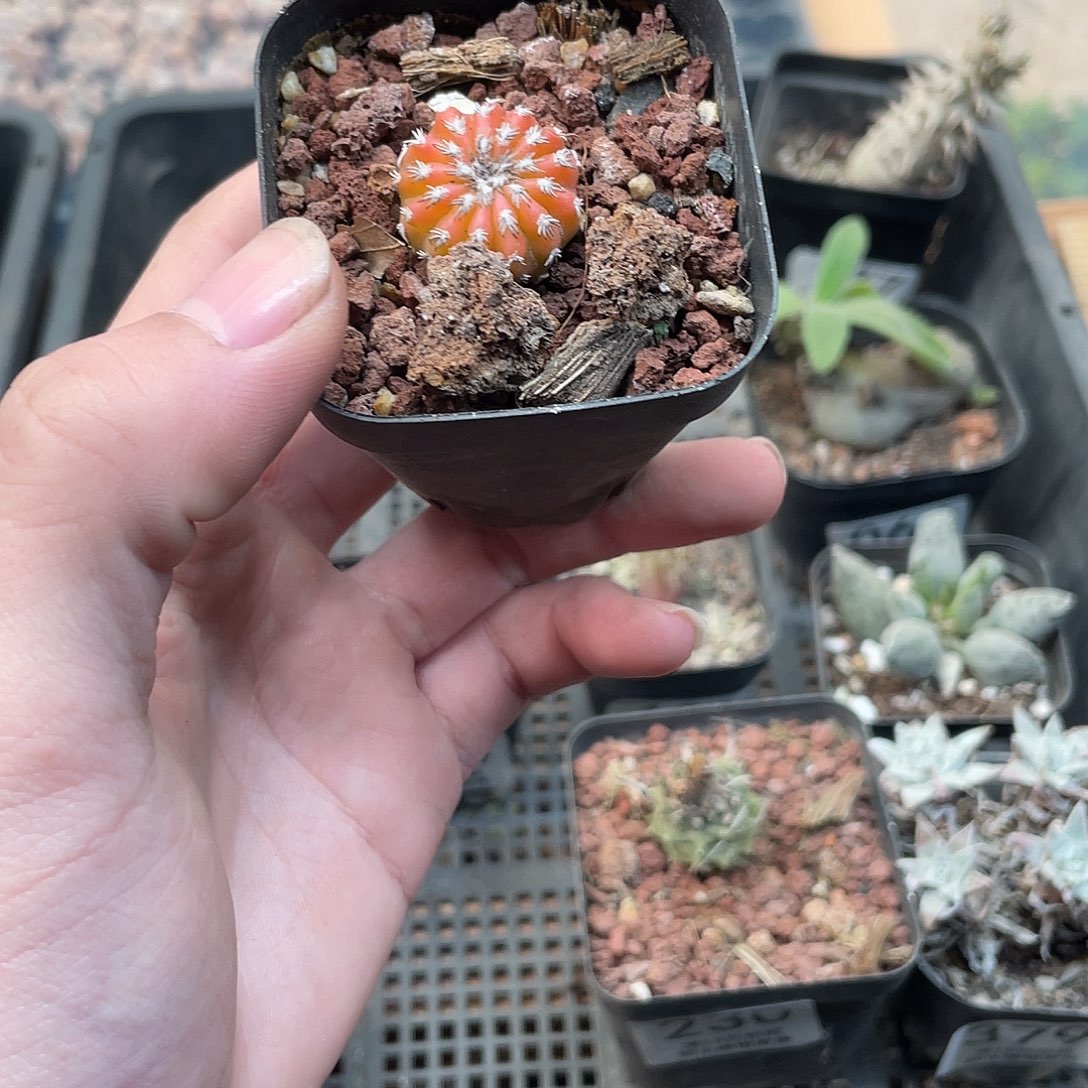 奇特球锦（满18包邮）