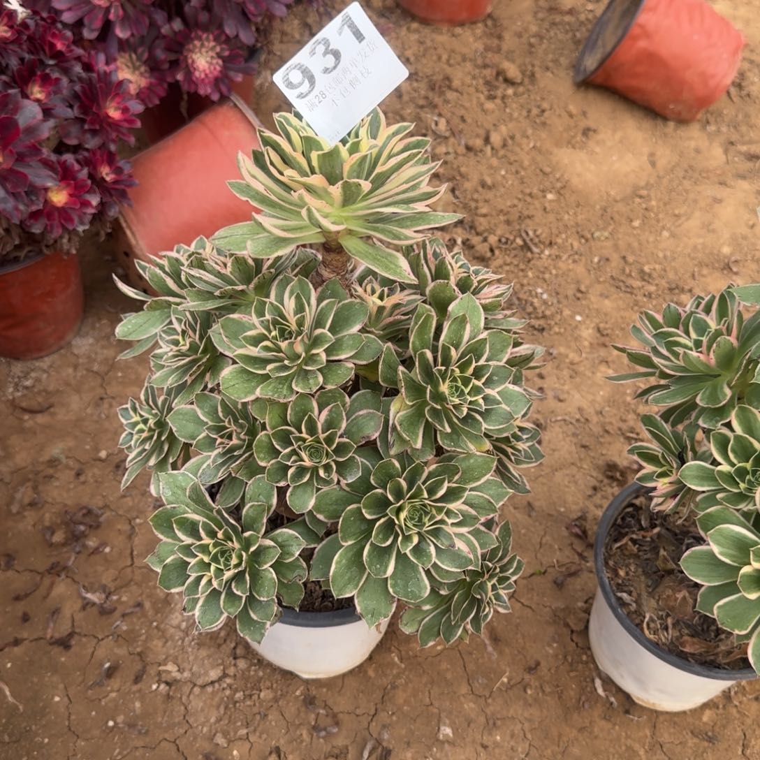 寂*岭931号绿玫瑰锦处理不包损