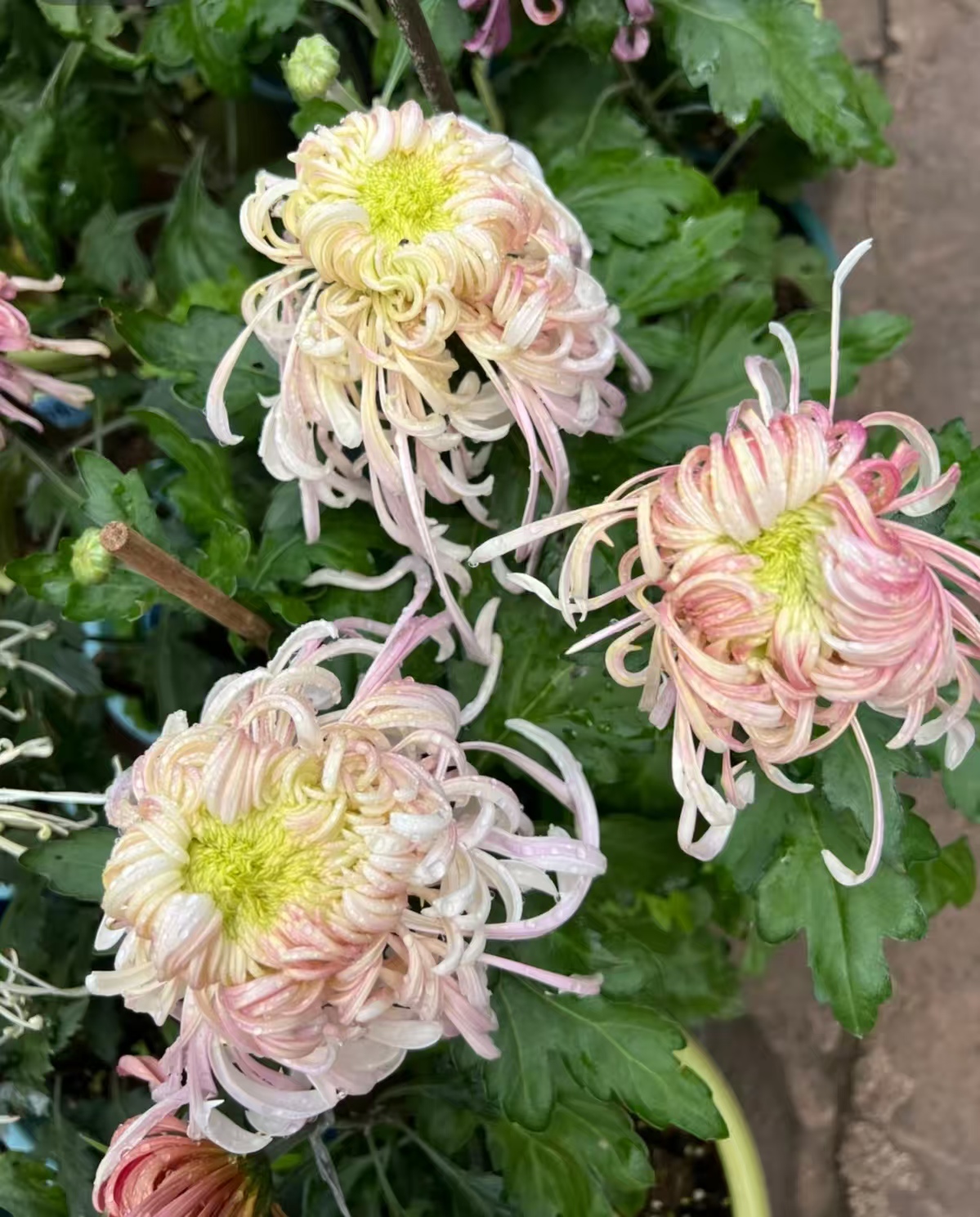 【盘龙嫦娥】稀有品种 高端菊花 精挑细选 原盆原土发货