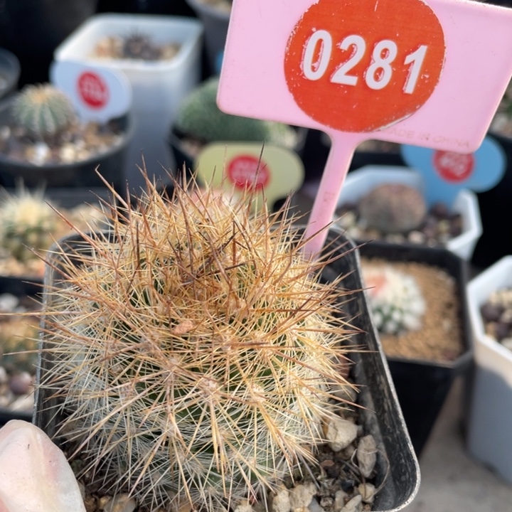 实生伏龙玉028–1000000000