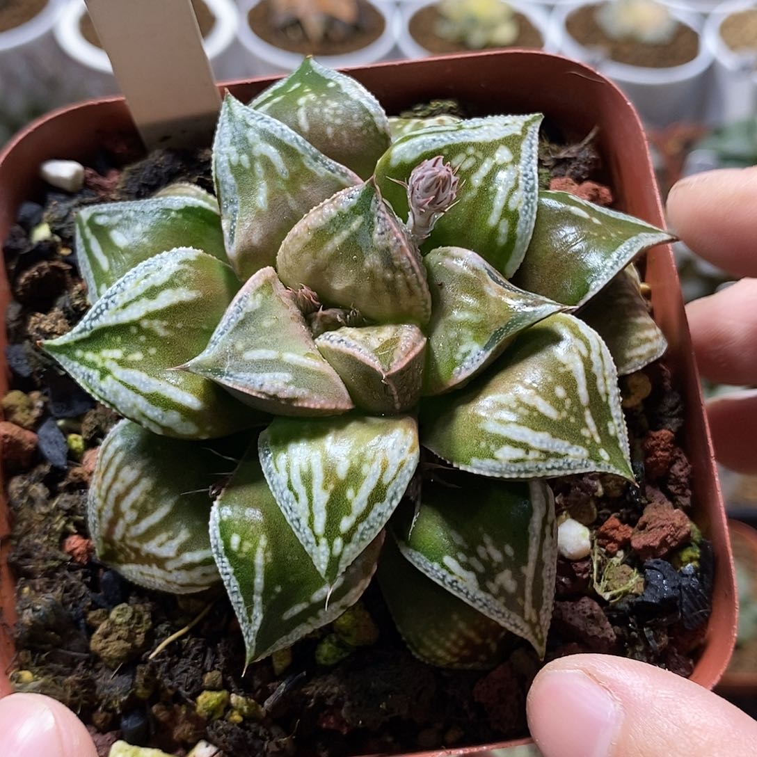 136铜雀台还是很好