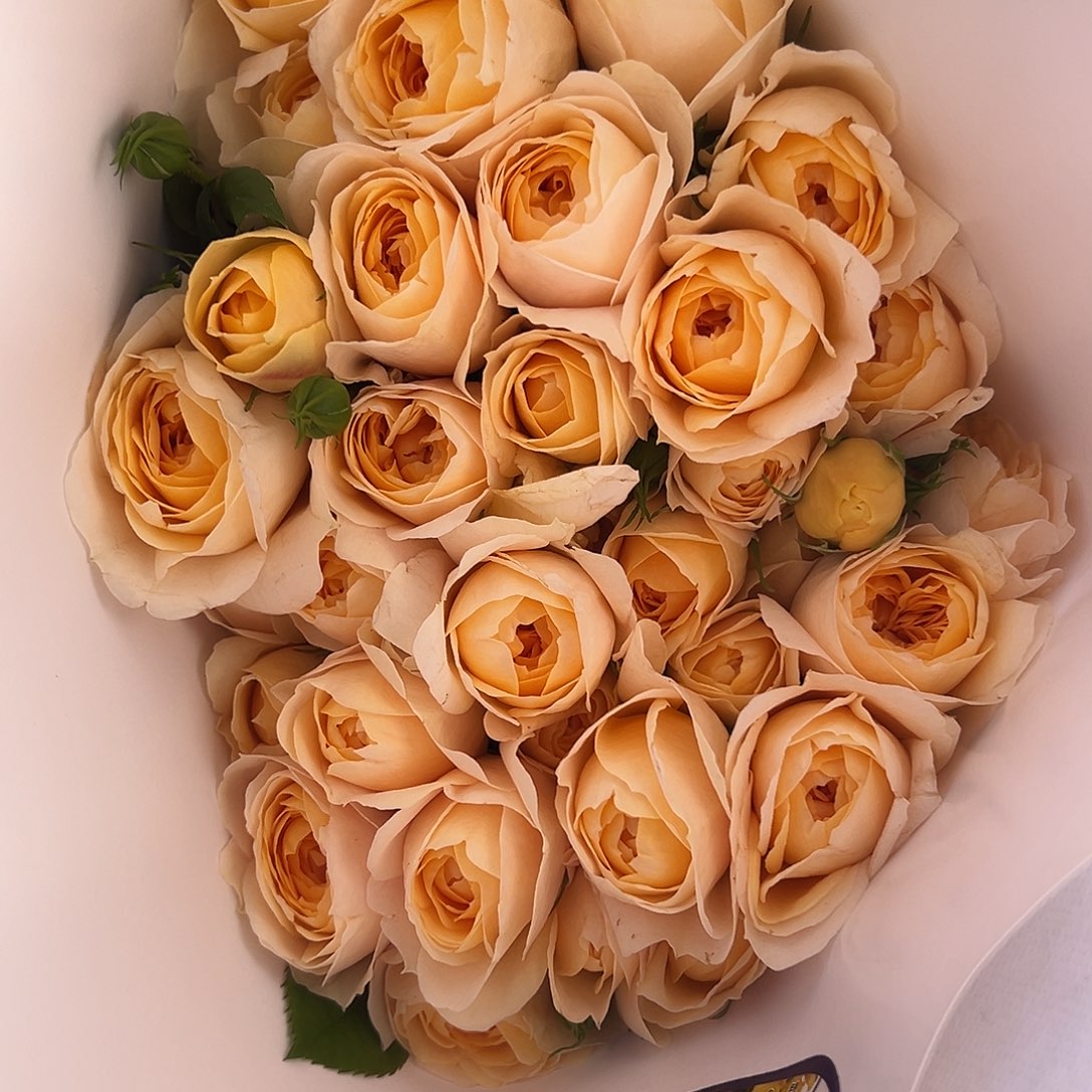 蜜柚汁蜜柚汁蜜柚汁