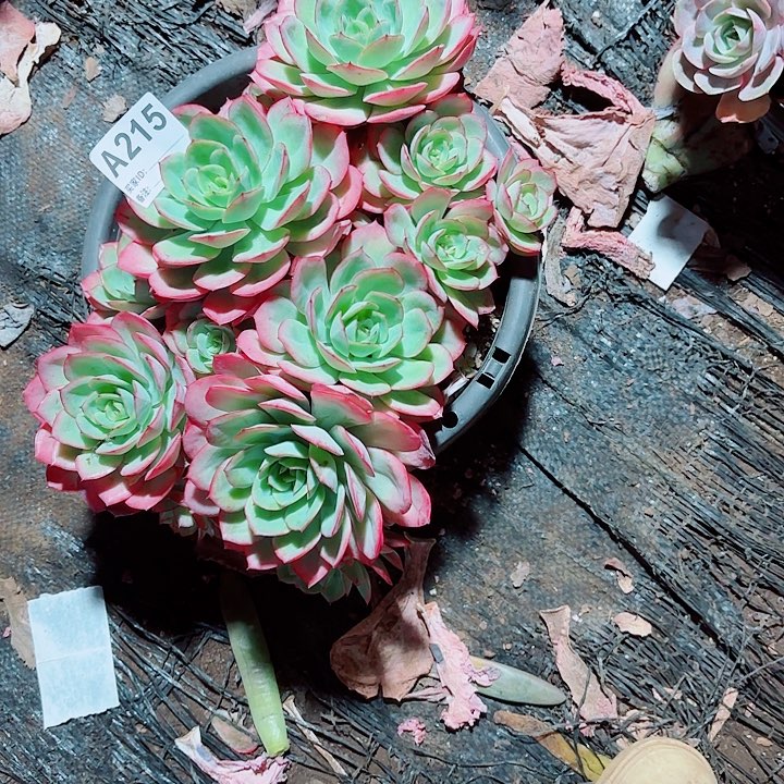 ****爷牡丹亭多肉多肉215