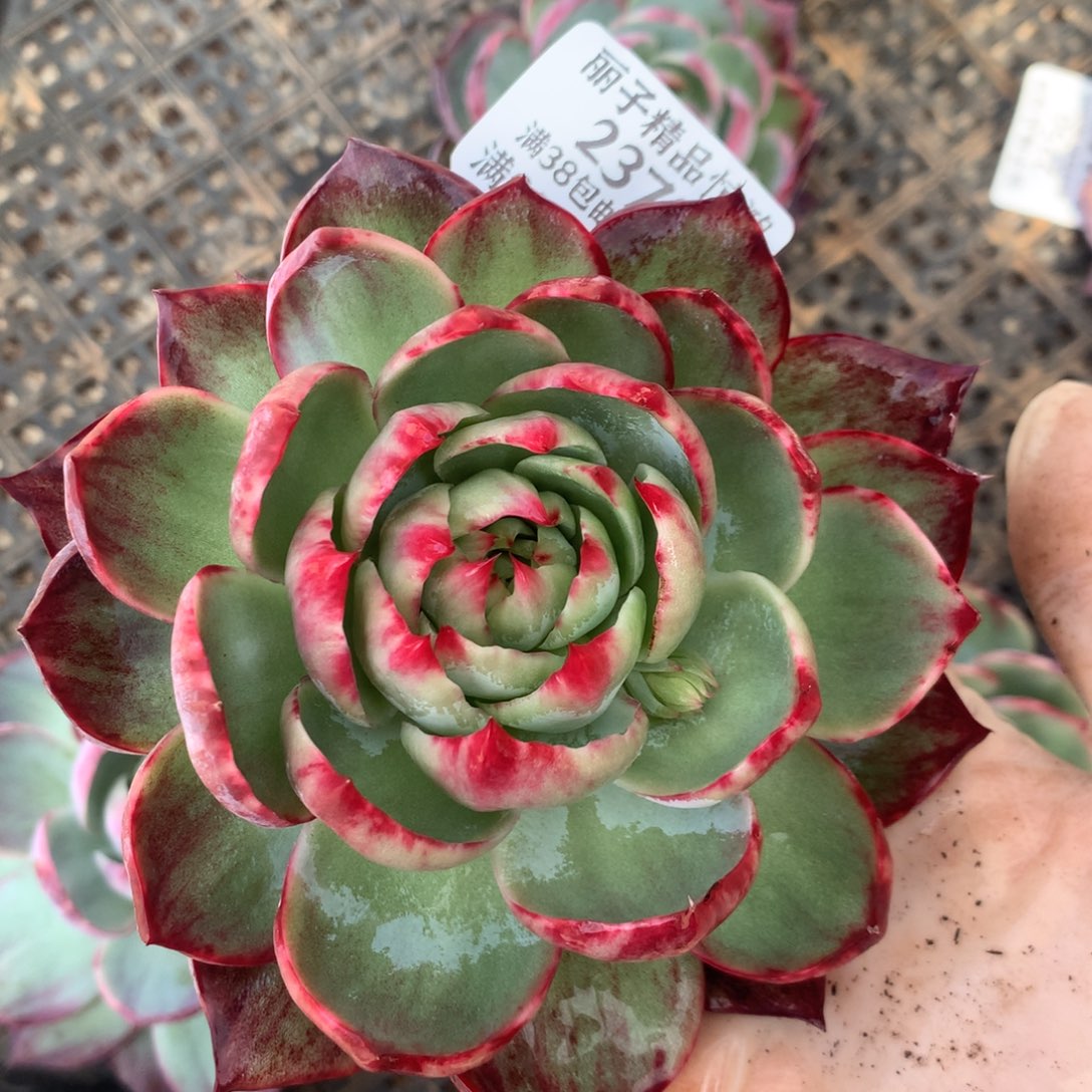 2378号多肉植物惊鸿12厘米