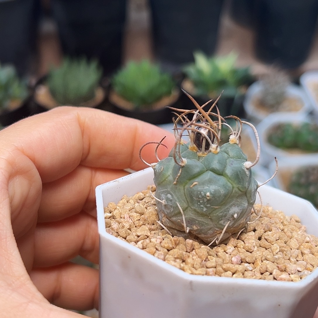 特价娇丽实生球     