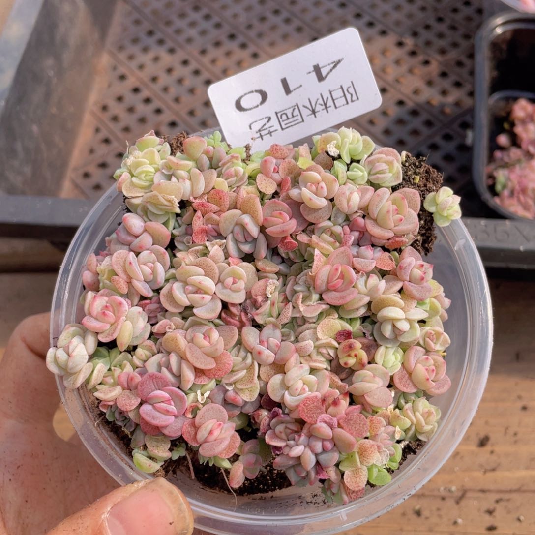 多肉植物多肉植物410