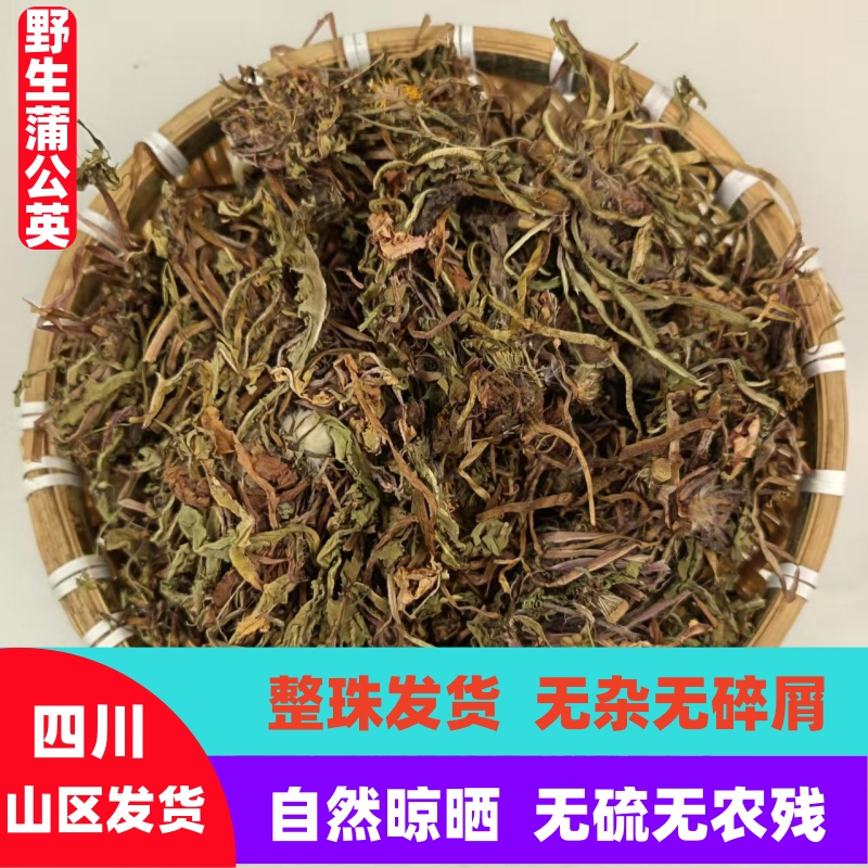 新鲜蒲公英野生蒲公英干蒲公英婆婆丁泡水