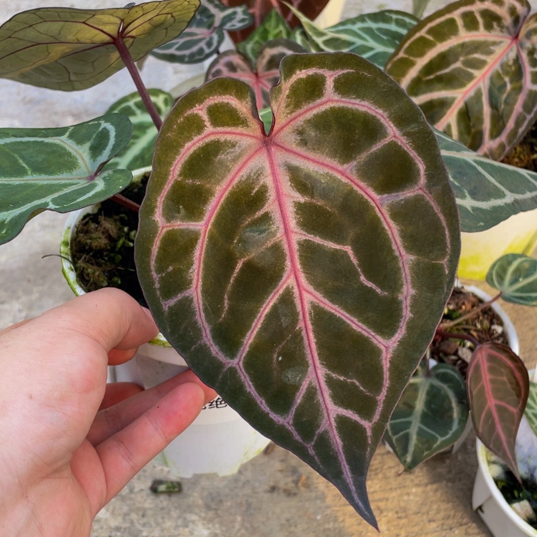 不开花植物绝绝紫