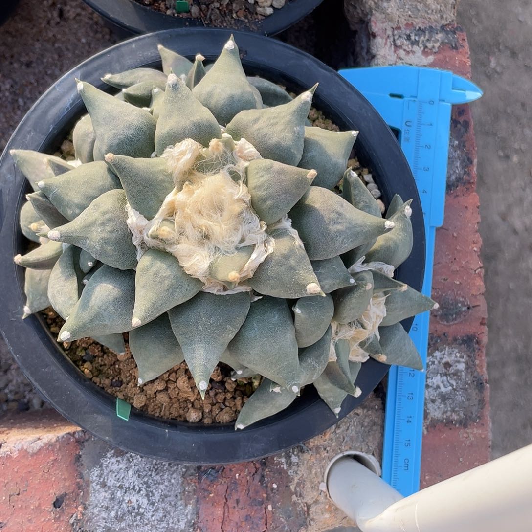 完全开放17cm 大群青瓷自根