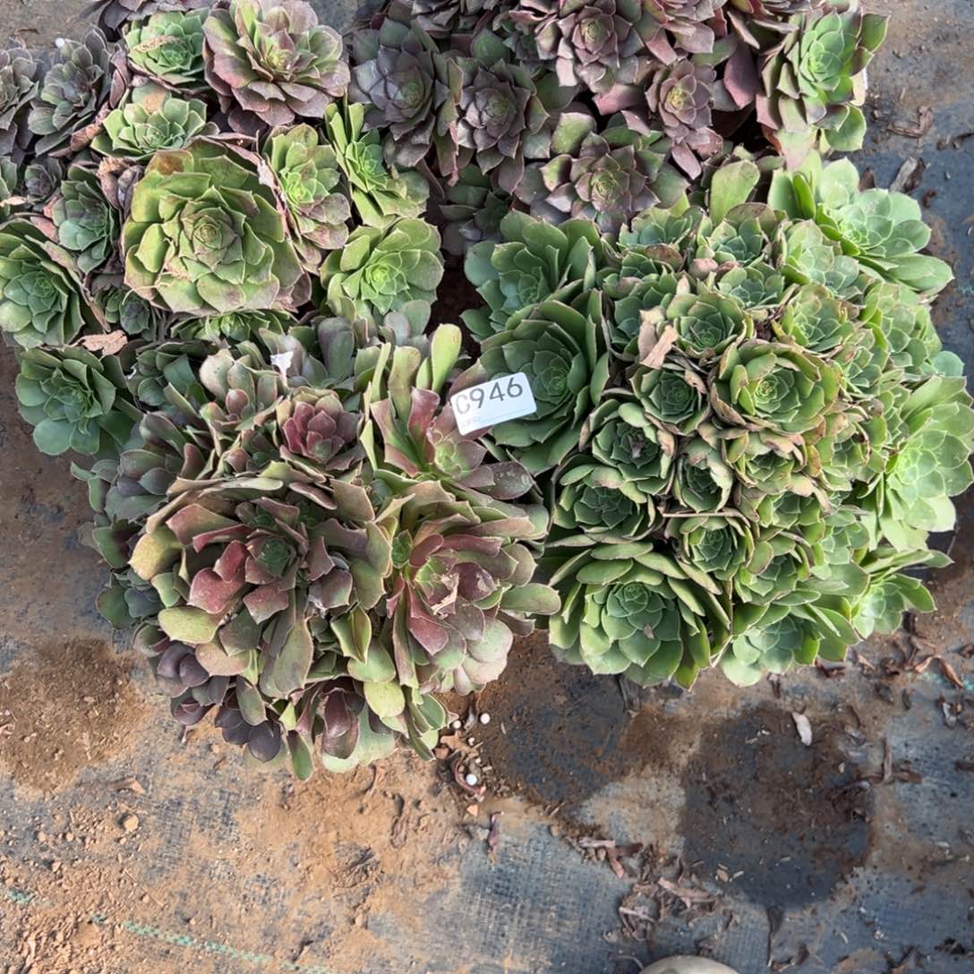 946四颗组合多肉植物法师多肉