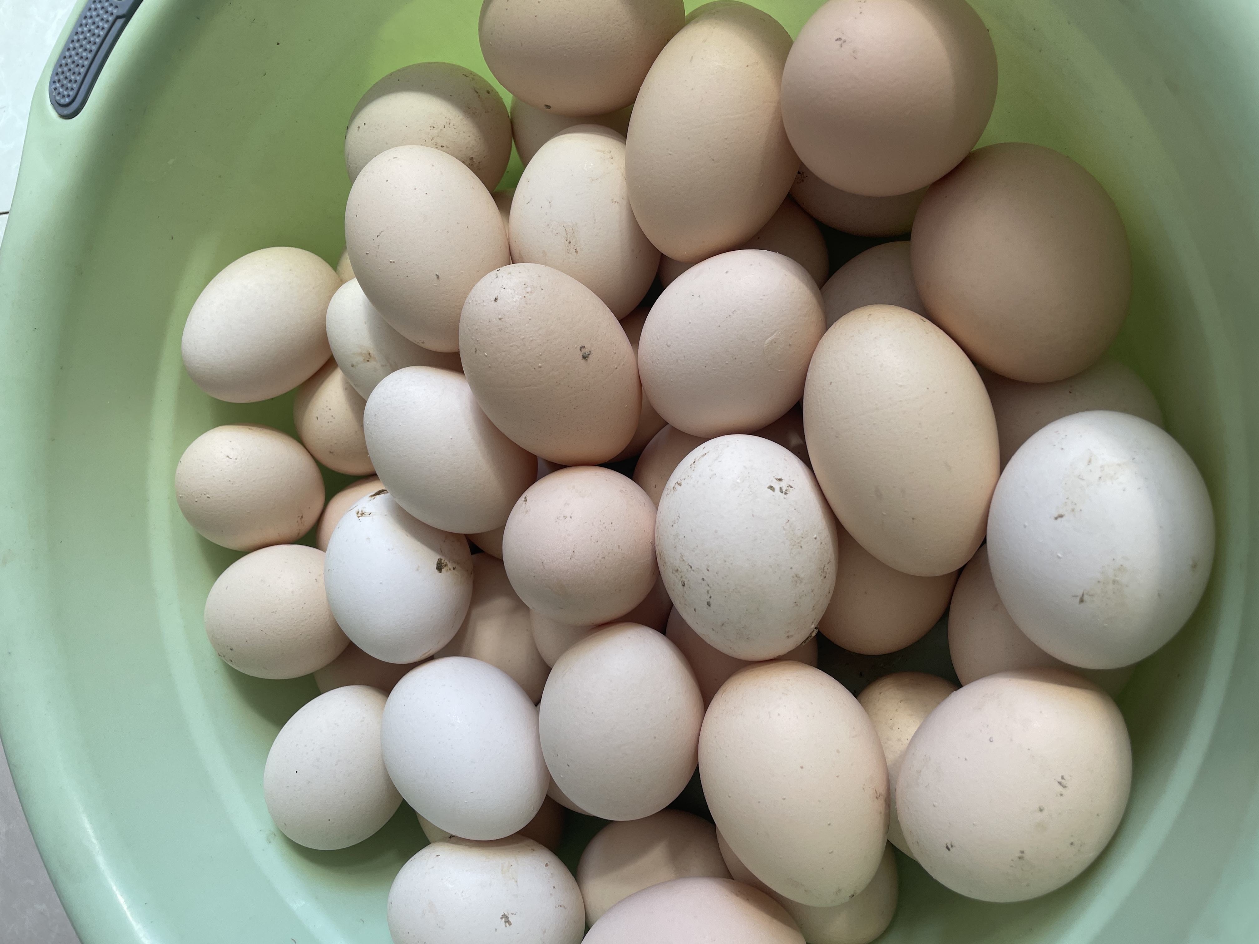 【冯书记专属】30枚粉皮散养白洋鸡鸡蛋现捡现发助农