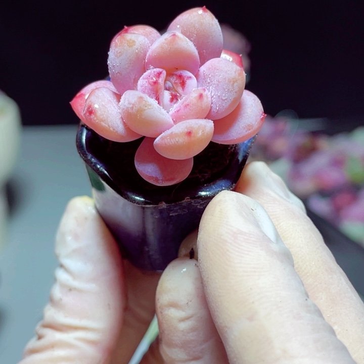 星星雪样品1颗裸根发货