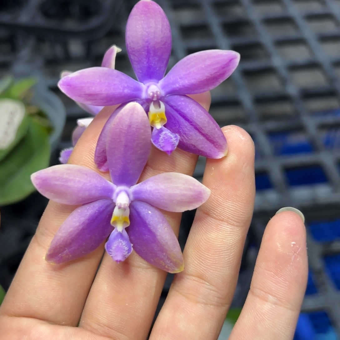 完全开放l215三寸ys1172