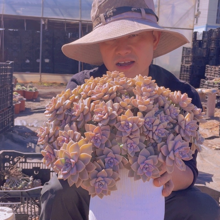 127淡雪缀化一物一拍