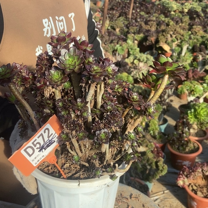 陈***少d572黑豆处理断枝老桩