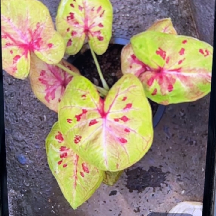 平***洋2-0219真神彩叶芋泰国发货