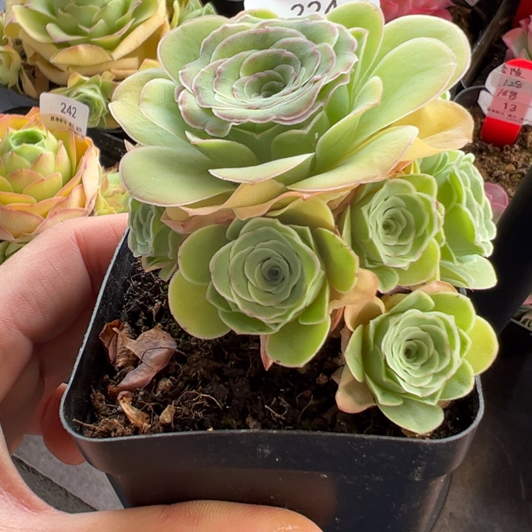 224号情澜—山地玫瑰