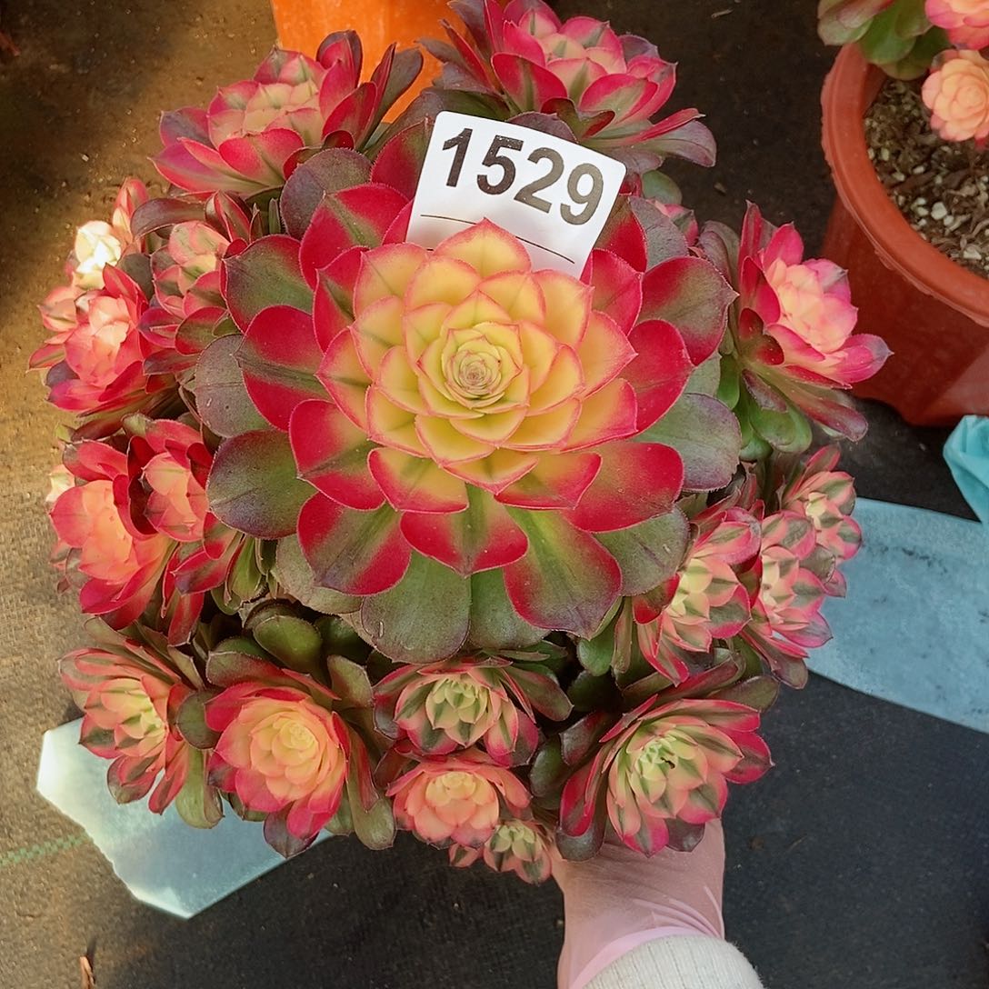 红陶1529荔枝4冠服25左右