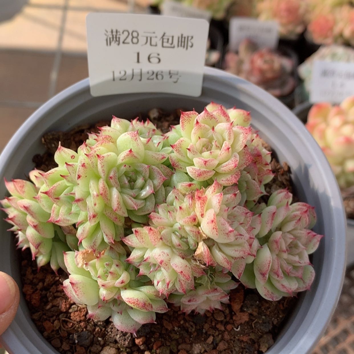 【闪购商品】云16号麦秆